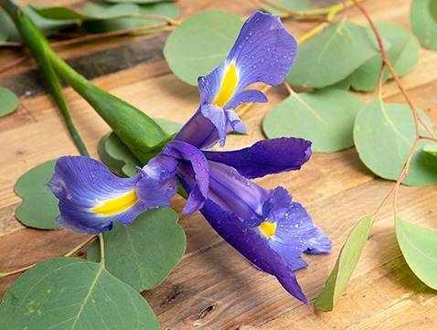 Order Irises food online from @flowers Brier Creek store, Raleigh on bringmethat.com