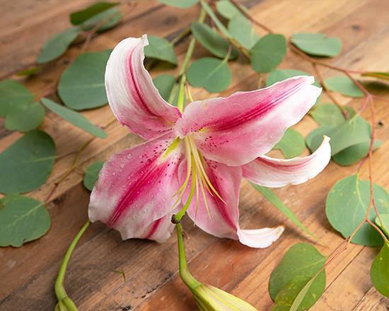 Order Stargazer Lily food online from @flowers Brier Creek store, Raleigh on bringmethat.com
