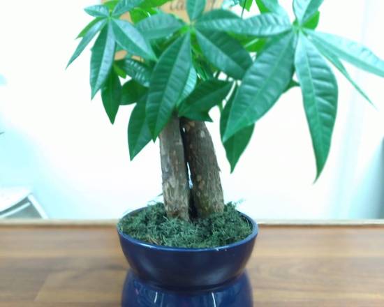 Order Money Tree food online from Cerezos Flowers store, Miami on bringmethat.com