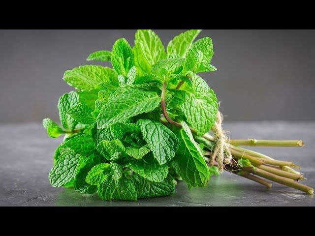 Bouquets de menthe fraiche