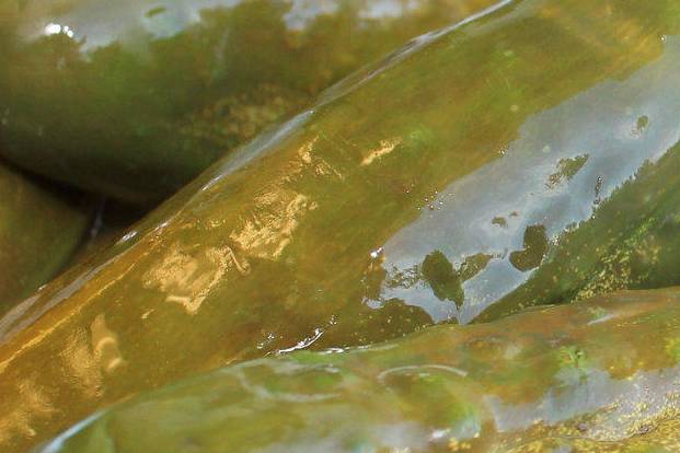 Order Whole Pickle food online from Adamson French Dip store, Sunnyvale on bringmethat.com