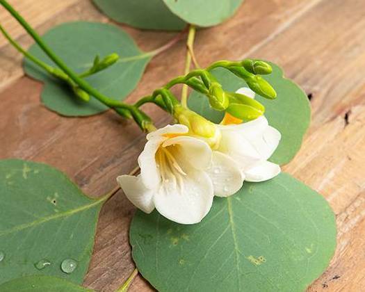 Order Freesia food online from @flowers Brier Creek store, Raleigh on bringmethat.com