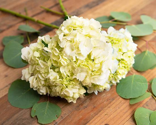 Order Hydrangea food online from @flowers Brier Creek store, Raleigh on bringmethat.com