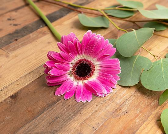 Order Gerbera Daisy food online from @flowers Brier Creek store, Raleigh on bringmethat.com